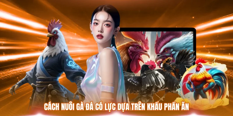 Cách nuôi gà đá có lực dựa trên khẩu phần ăn