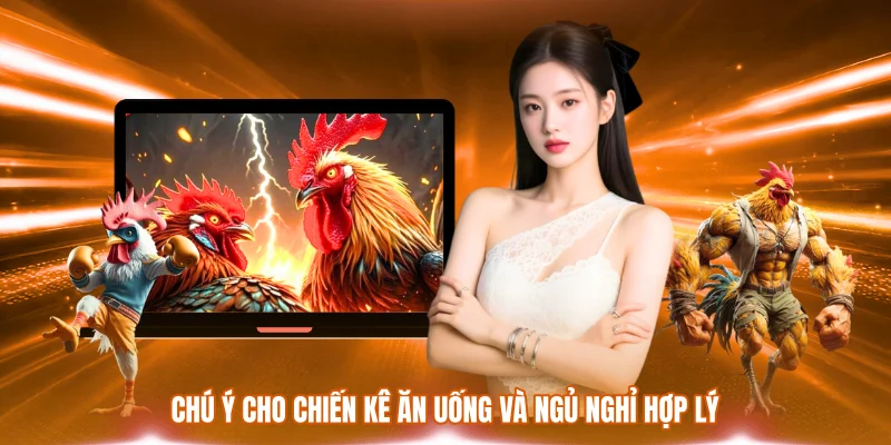 Chú ý cho chiến kê ăn uống và ngủ nghỉ hợp lý