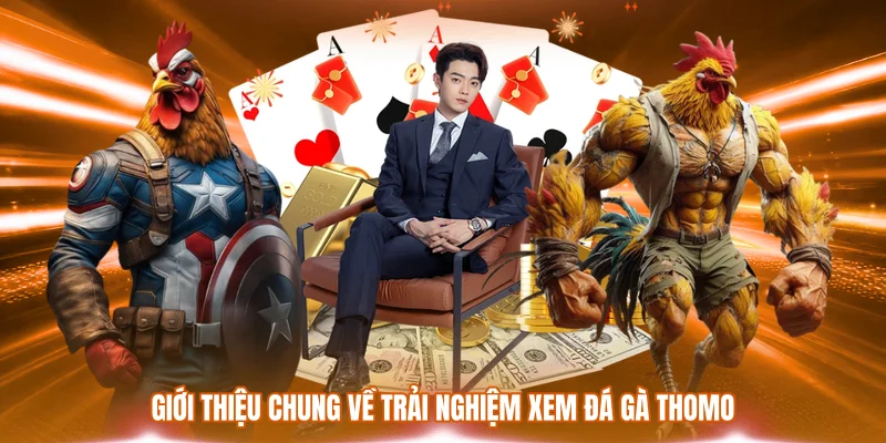 Giới thiệu chung về trải nghiệm xem đá gà Thomo